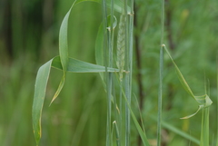 Triticum aestivum