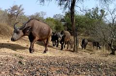 Syncerus caffer brachyceros