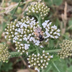 Andrena flavipes