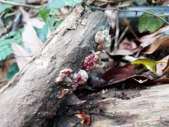 Xylobolus spectabilis