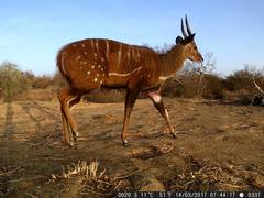 Tragelaphus scriptus