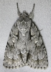Acronicta laetifica