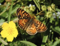 Phyciodes orseis