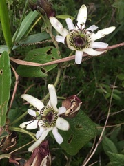 Passiflora bogotensis