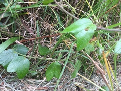 Passiflora bogotensis