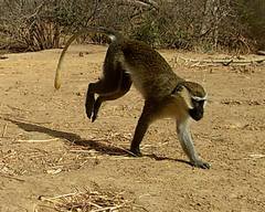 Chlorocebus tantalus