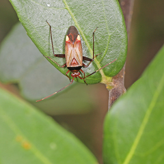 Adelphocoris vandalicus