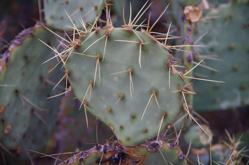 Image of Opuntia chisosensis by (c) Eric Knight, some rights reserved (CC BY)