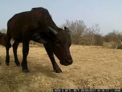 Syncerus caffer brachyceros