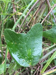 Passiflora bogotensis