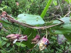 Passiflora bogotensis