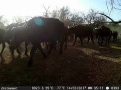 Syncerus caffer brachyceros