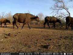 Syncerus caffer brachyceros