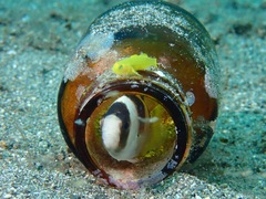 Amblypomacentrus breviceps