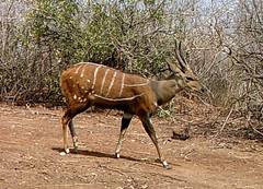 Tragelaphus scriptus