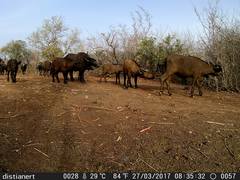 Syncerus caffer brachyceros