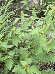 Malvastrum americanum