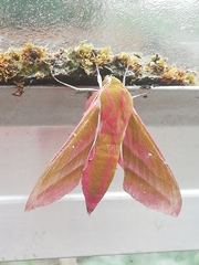 Deilephila elpenor