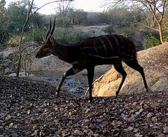 Tragelaphus scriptus