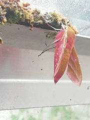Deilephila elpenor