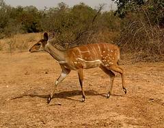 Tragelaphus scriptus