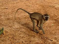 Chlorocebus tantalus