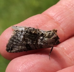 Abrostola tripartita