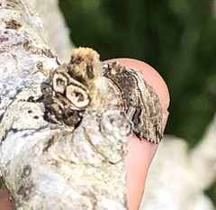 Abrostola tripartita