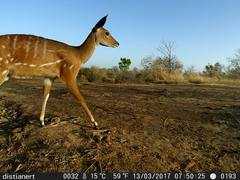 Tragelaphus scriptus