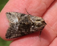 Abrostola tripartita