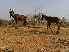 Alcelaphus buselaphus major