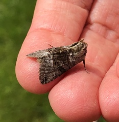 Abrostola tripartita