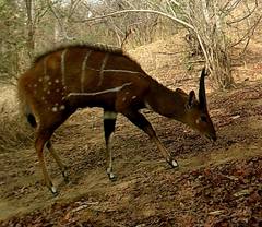 Tragelaphus scriptus