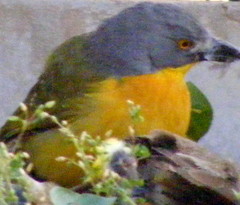 Malaconotus blanchoti