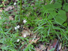 Stellaria palustris