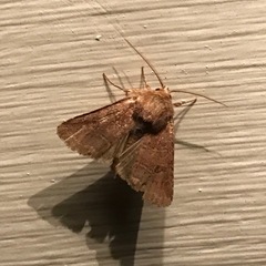 Protorthodes oviduca