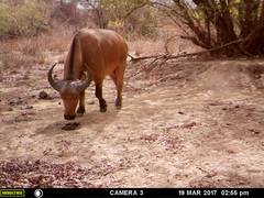 Syncerus caffer brachyceros