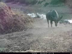 Syncerus caffer brachyceros