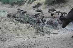 Syncerus caffer brachyceros