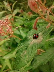 Harmonia axyridis