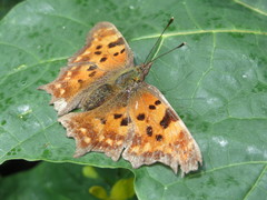 Polygonia c-album