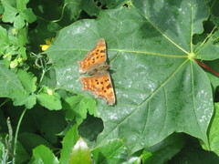 Polygonia c-album