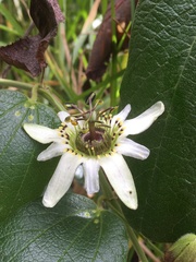 Passiflora bogotensis
