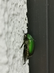 Anomala albopilosa albopilosa