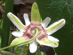 Passiflora bogotensis