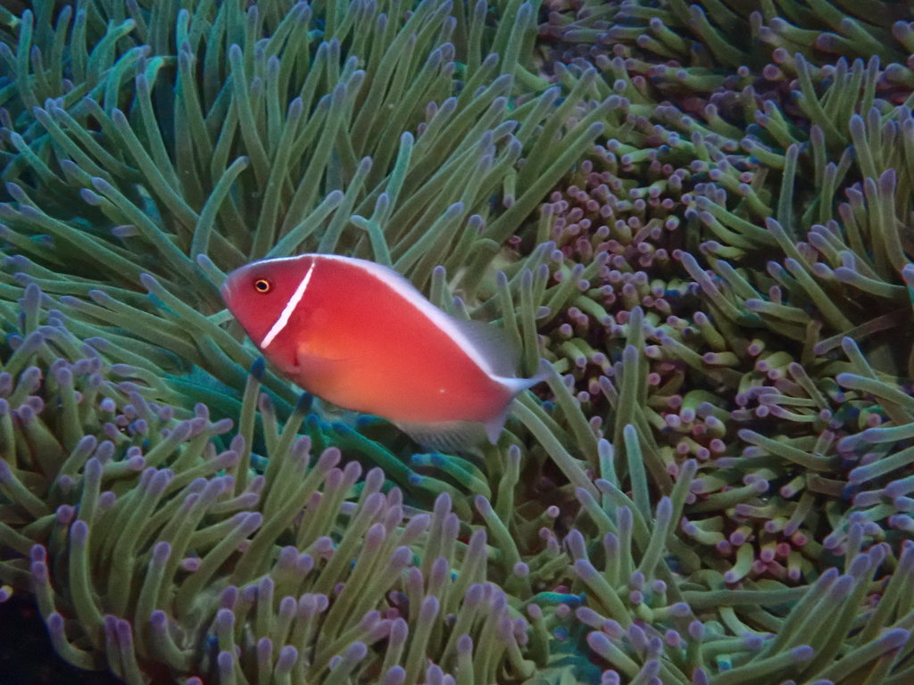 Clown fish