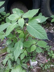 Impatiens parviflora