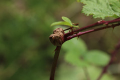 Lasioptera rubi