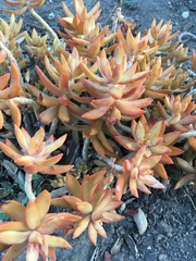Sedum adolphi