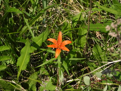 Lilium concolor